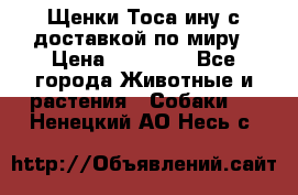 Щенки Тоса-ину с доставкой по миру › Цена ­ 68 000 - Все города Животные и растения » Собаки   . Ненецкий АО,Несь с.